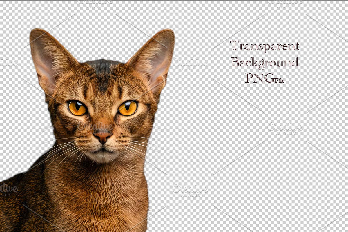 portrait of Abyssinian Cat Head, an Animal Photo by VetalStock (Photo 1 of 2)