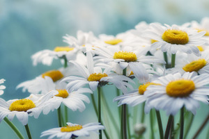 White daisies stock photo containing decoration and daises