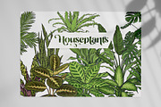 Indoor Plants VECTOR illustrations, a Seasonal Illustration by Natalka Dmitrova art (Thumbnail 2 of 16)