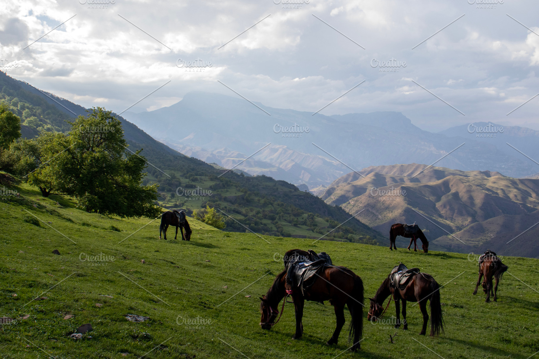 Saddled horses graze on a slope, an Animal Photo by Schreibikus