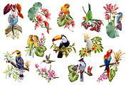 Watercolor tropical birds, an Illustration by IrynaPanashii (Thumbnail 4 of 11)