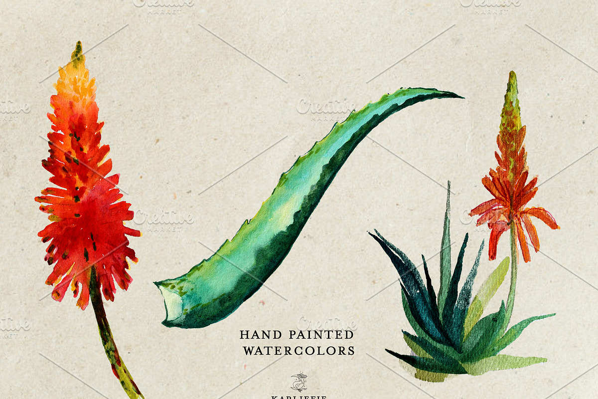 Aloe Vera Watercolor, a Decorative Illustration by Karliefie (Photo 2 of 3)