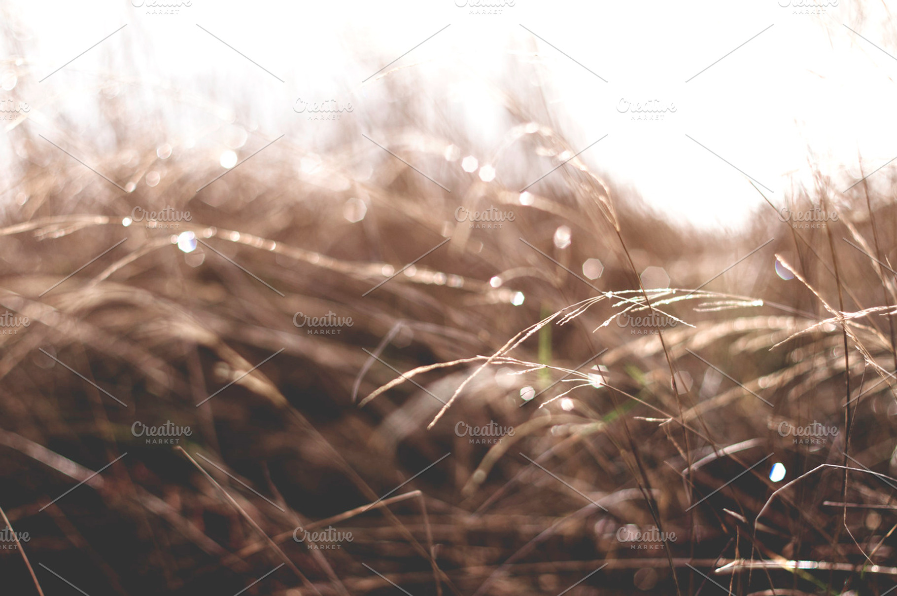 Field Of Glory