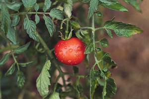 Fresh home grown bio tomato containing bio, harvest, and agriculture