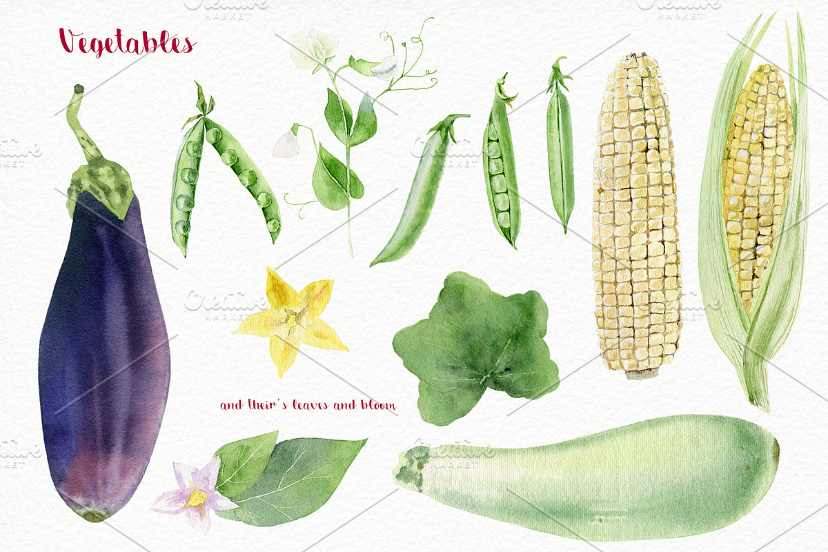 Watercolor vegetables and herbs, an Illustration by Elegantia (Photo 2 of 7)