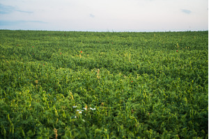 Lush pea field growing in the, a Nature Photo by volodymyrshtun13795
