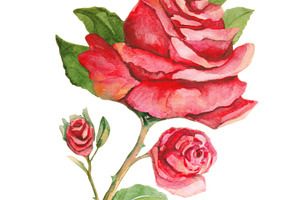 Red rose watercolor painting, an Arts & Entertainment Photo by PSD templates and Photos