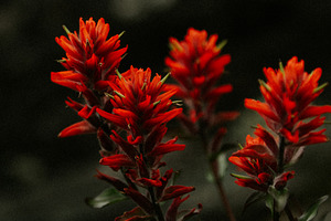 Indian Paintbrush Wildflower