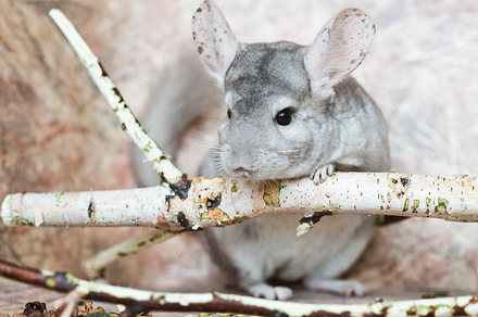 Beautiful domestic chinchilla sits leaning on branch