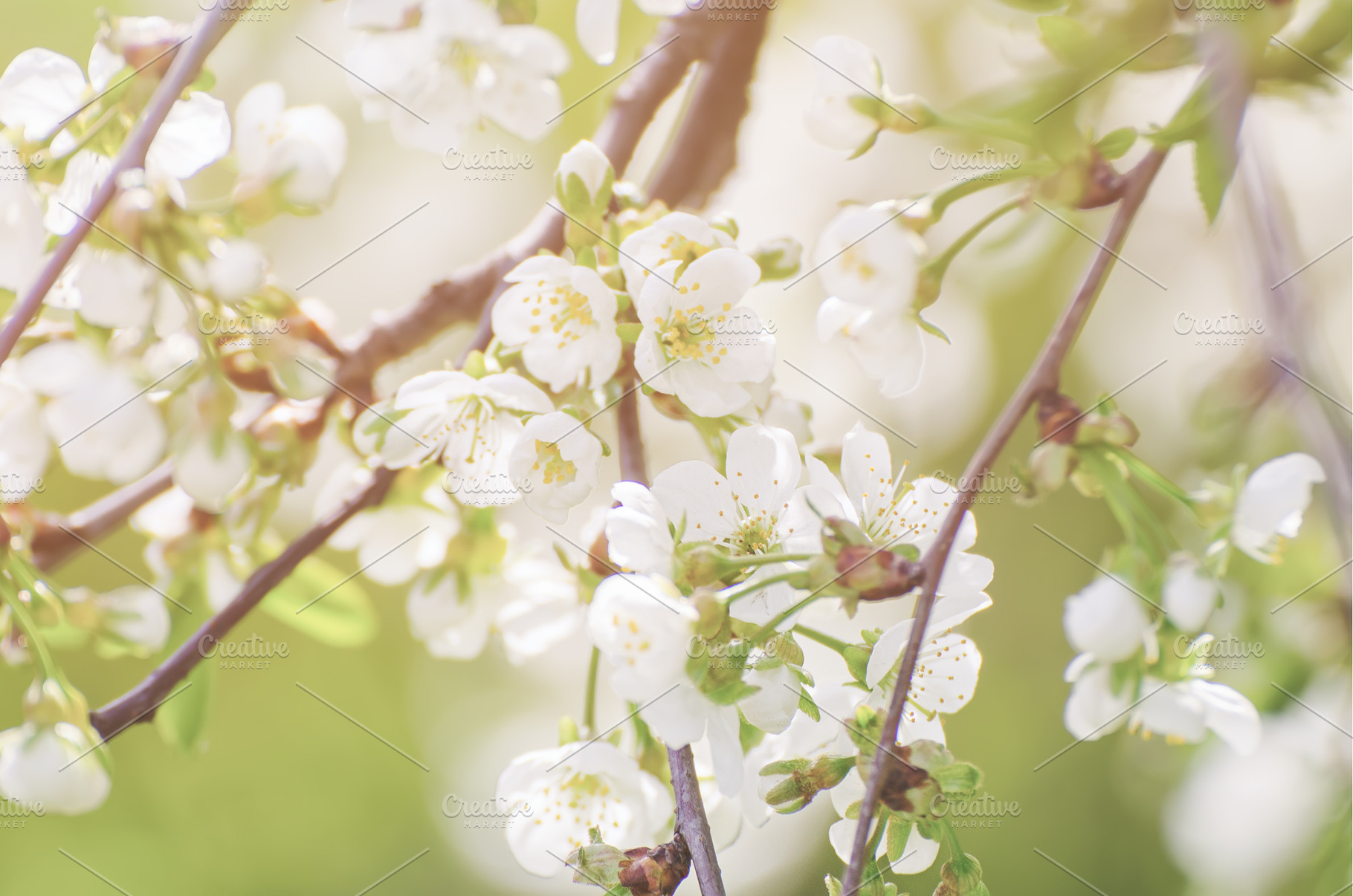Cherry flowers frame, a Nature Photo by Nature and travel