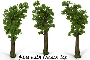 Pine Broken Top