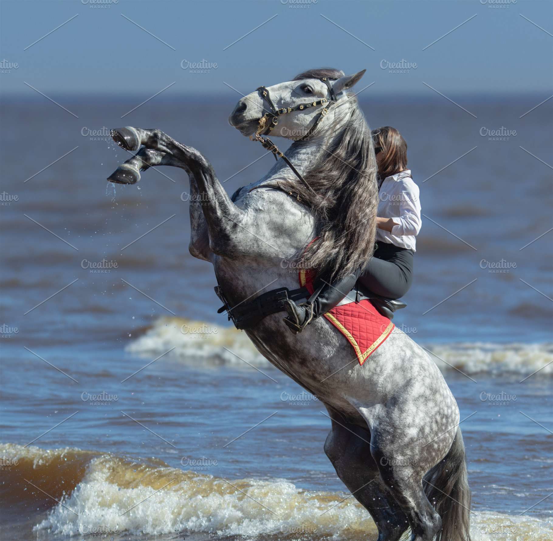 Andalusian horse and woman containing horsewoman, riding, and rider, an Animal Photo by Horses and Dogs