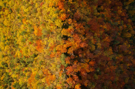 Beautiful autumn forest from above containing hike, fallen, and evening, a Nature Photo by Dreamy Pixel