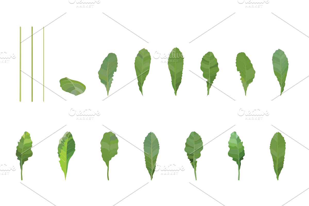 Vector object brushes. Primula., a Brush Add-On by Peolla (Photo 4 of 17)