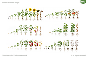 PLANT GROWTH CYCLE COLLECTION, a Nature Photo by Ilia Design (Thumbnail 3 of 8)
