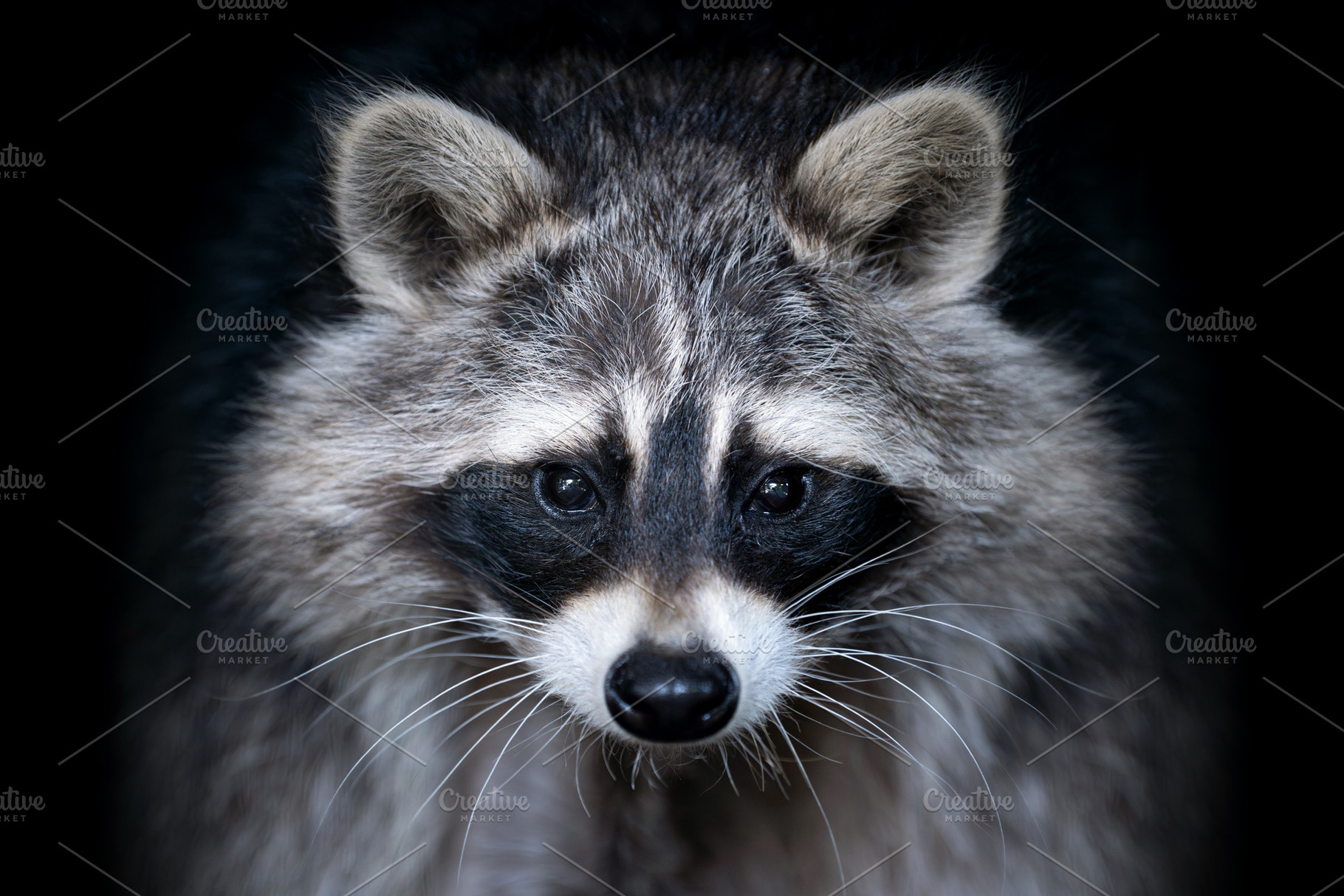 Close up view Raccoon. Wild animal isolated on a black backgroun, an Animal Photo by Byrdyak