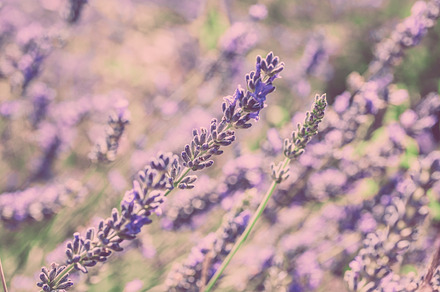 Lavender field stock photo containing lavender and field, a Nature Photo by Dvoevnore photos