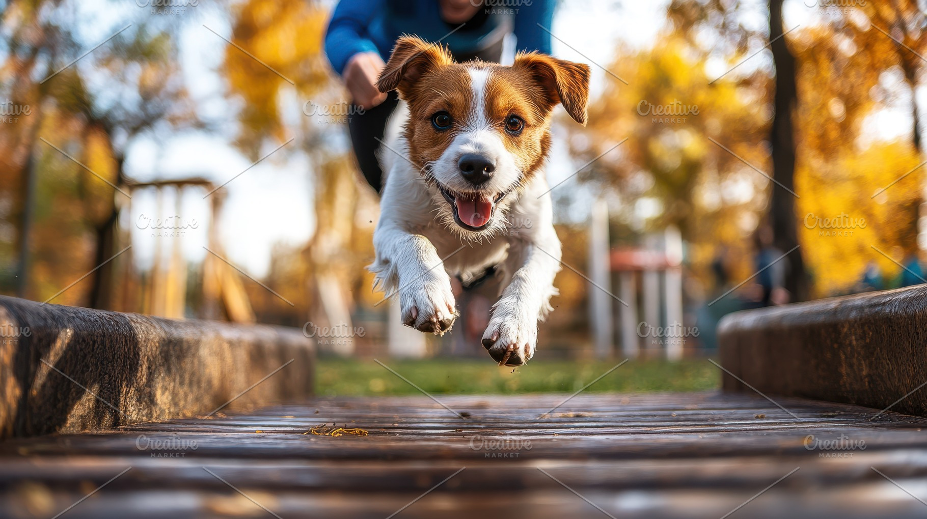 A playful dog leaps through the air, an Animal Photo by Pixeness Studio