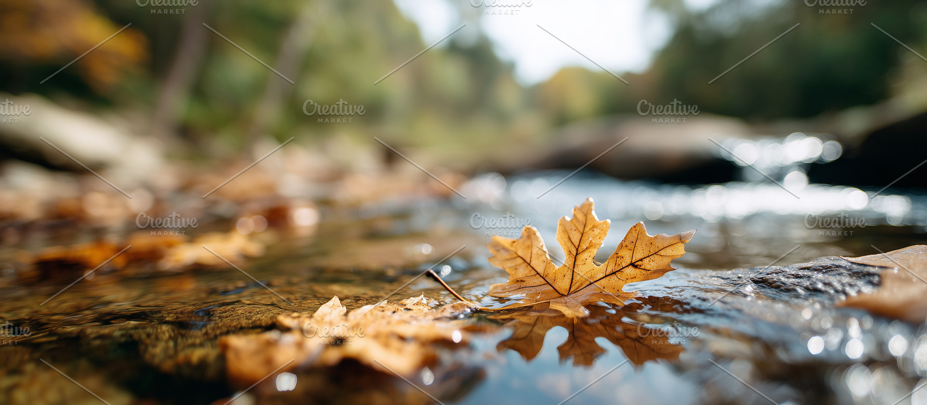 Golden autumn oak leaf floating, a Nature Photo by MistyDay