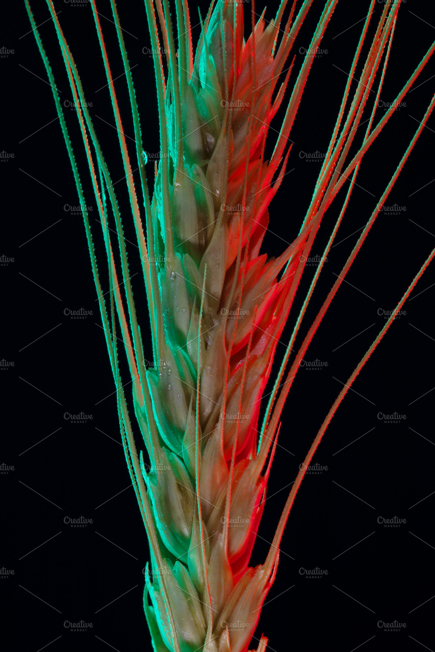 Close-up of a single wheat ear illuminated with vibrant red and, a Food & Drink Photo by Ales Munt