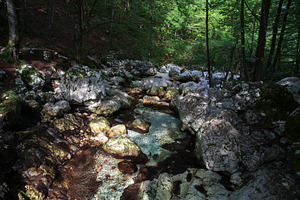 Sunikov Vodni Gaj Nature Preserve, Slovenia, a Nature Photo by Bepslabor