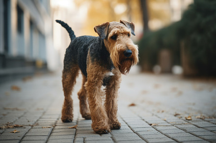 Airedale Terrier is walking on the s, a Photo by Iftikhar Alam