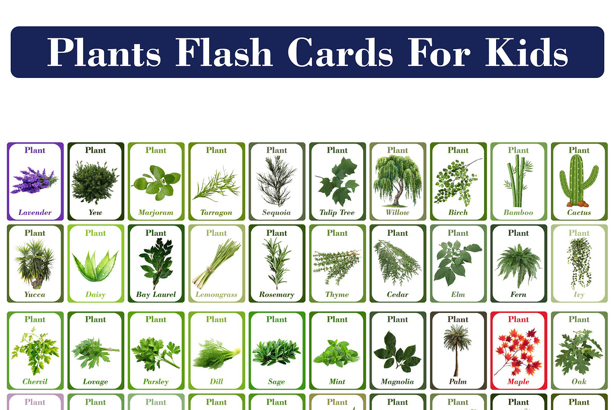 Plants Flash Cards For Kids, a Card Template by DigitalsDesigns (Photo 1 of 4)