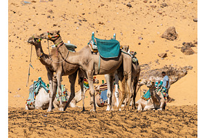 Camels ready for ride up the steep, an Animal Photo by Backyard Stock