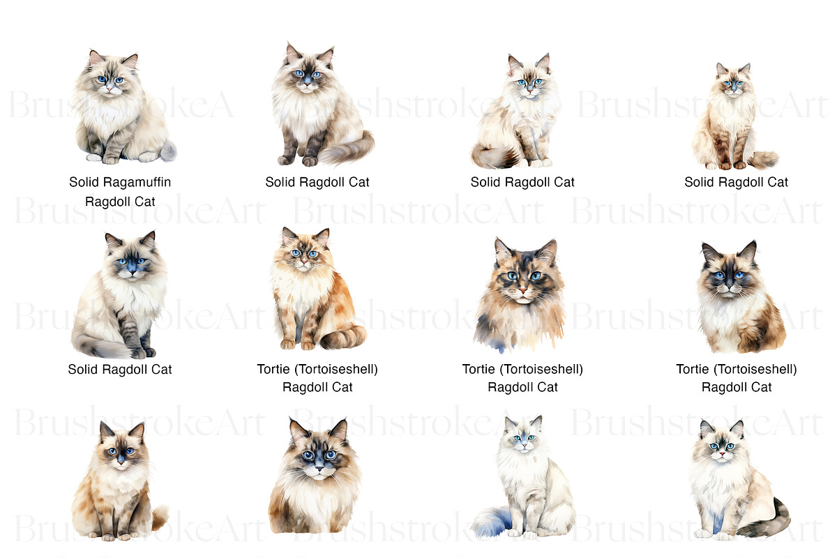Ragdoll Cat Clipart, Ragdoll Kittens, an Animal Illustration by BrushstrokeArtGB (Photo 4 of 9)
