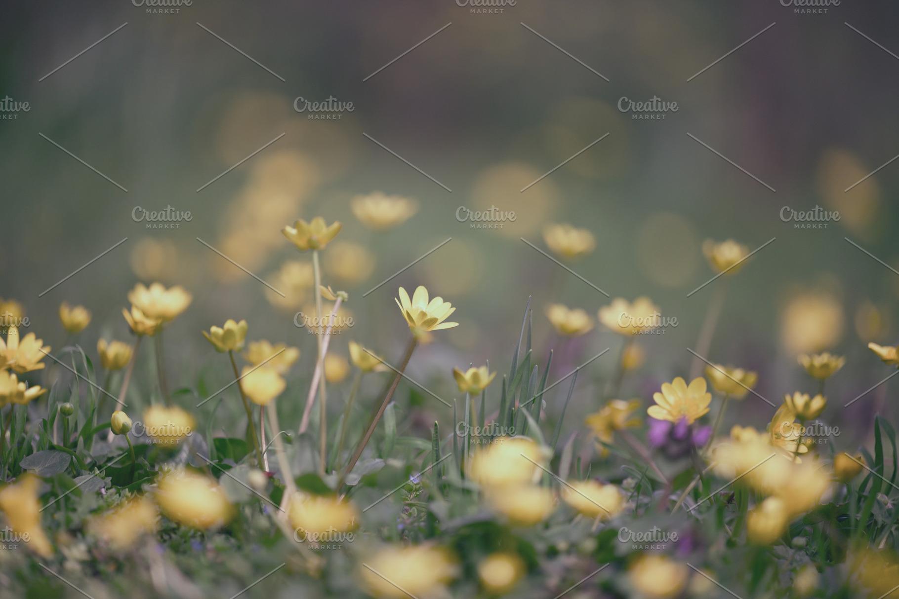 Close-up of small yellow wild flowers with soft focus symbolizin, a Nature Photo by ndanko