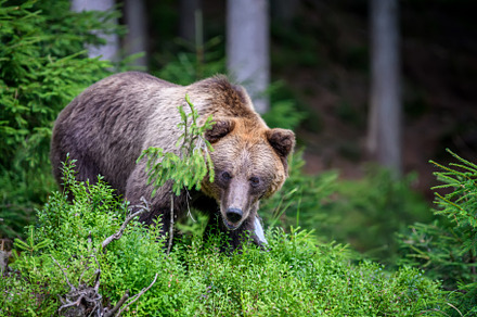 Wild Brown Bear in the summer forest. Animal in natural habitat., an Animal Photo by Byrdyak