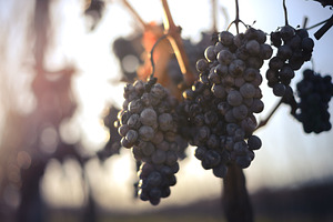 Blue vine grapes in the vineyard. Grapes for making ice wine in the harvesting.