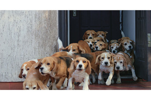 Pack of Beagles rushing out of a, an Animal Photo by Goinyk