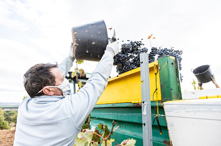 Harvesting works featuring grape, hand, and leaf