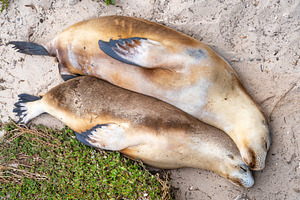 Sea lion couple resting on the beach at Seal Bay, Kangaroo Islan, an Animal Photo by GoodGoods