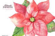 Watercolor poinsettia clipart, an Illustration by OlDm_Shop (Thumbnail 4 of 10)