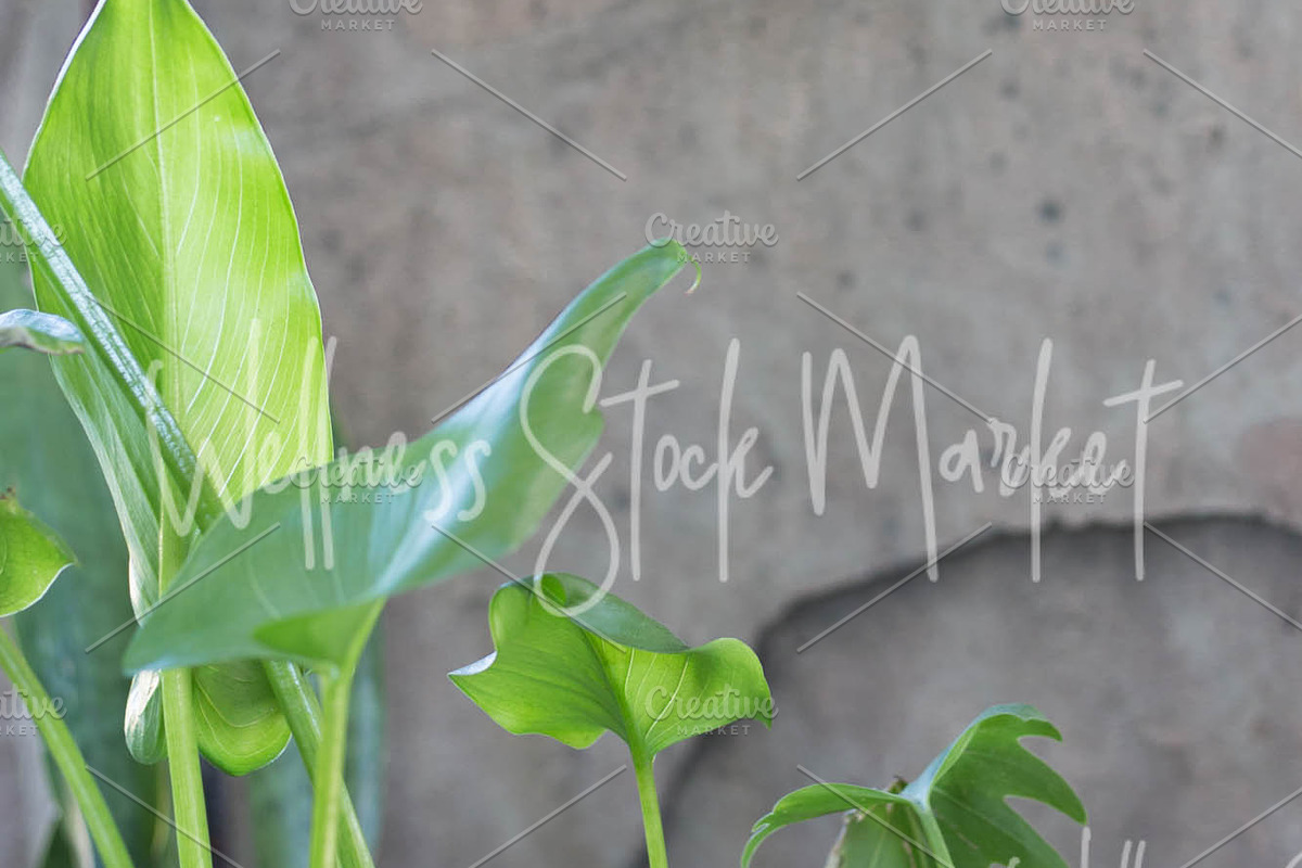 Holistic Lifestyle Bundle (Green), a Health & Medical Photo by Wellness Stock Market (Photo 18 of 37)
