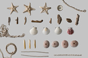 Shells png collection Photo clip art, an Object Graphic by wings of design (Thumbnail 2 of 5)