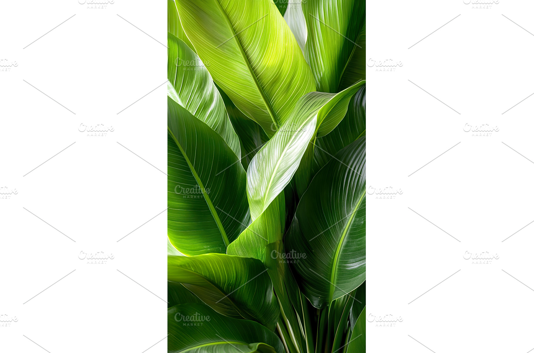 Vibrant green banana leaves with, a Nature Photo by Lermont51