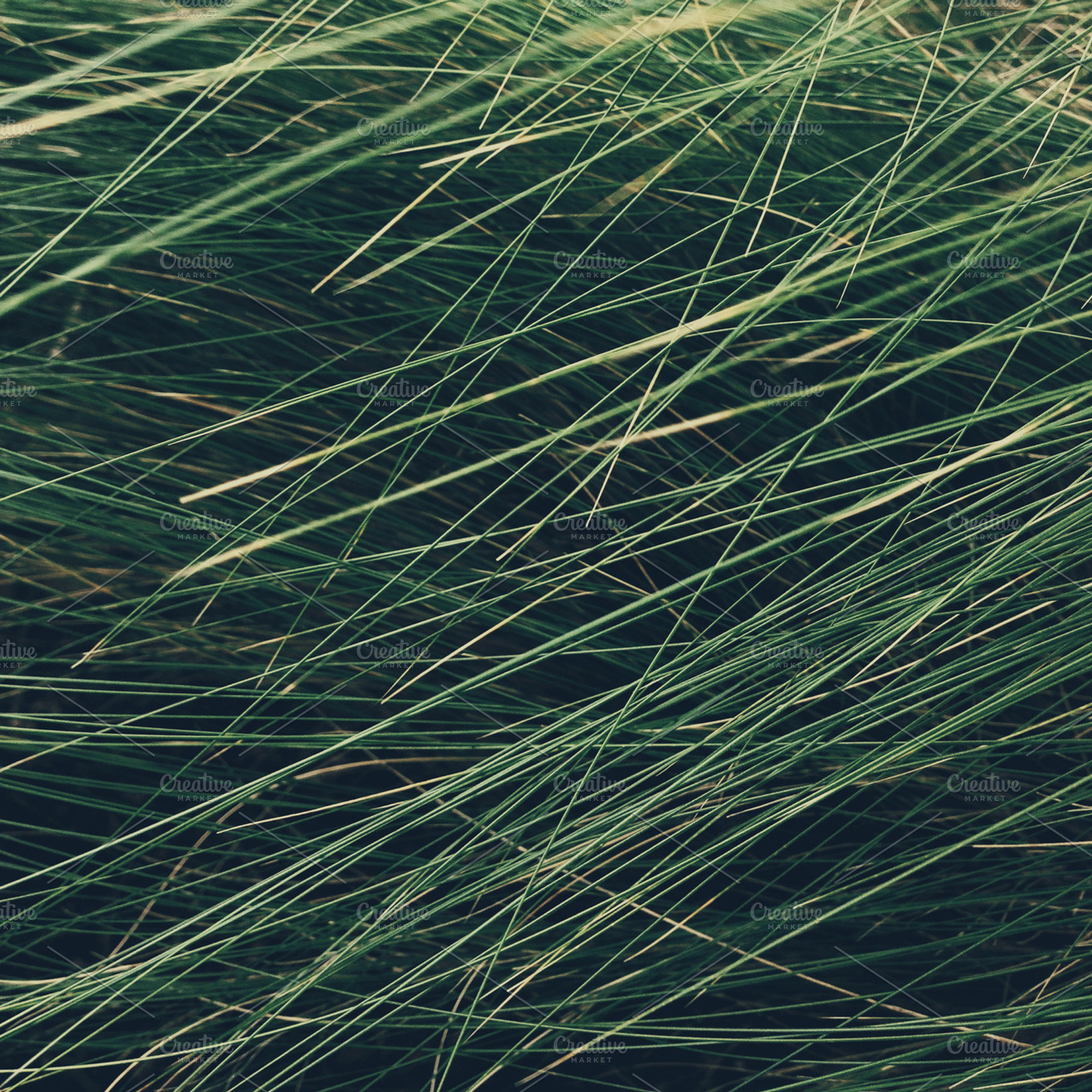 Grass Stock Picture