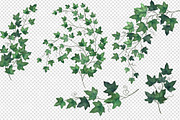 Watercolor Ivy Clipart, an Illustration by Digital Curio (Thumbnail 2 of 5)