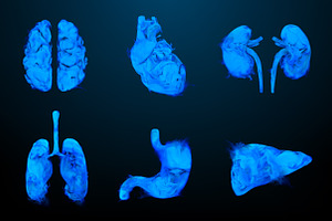 Smoky shapes of human organs