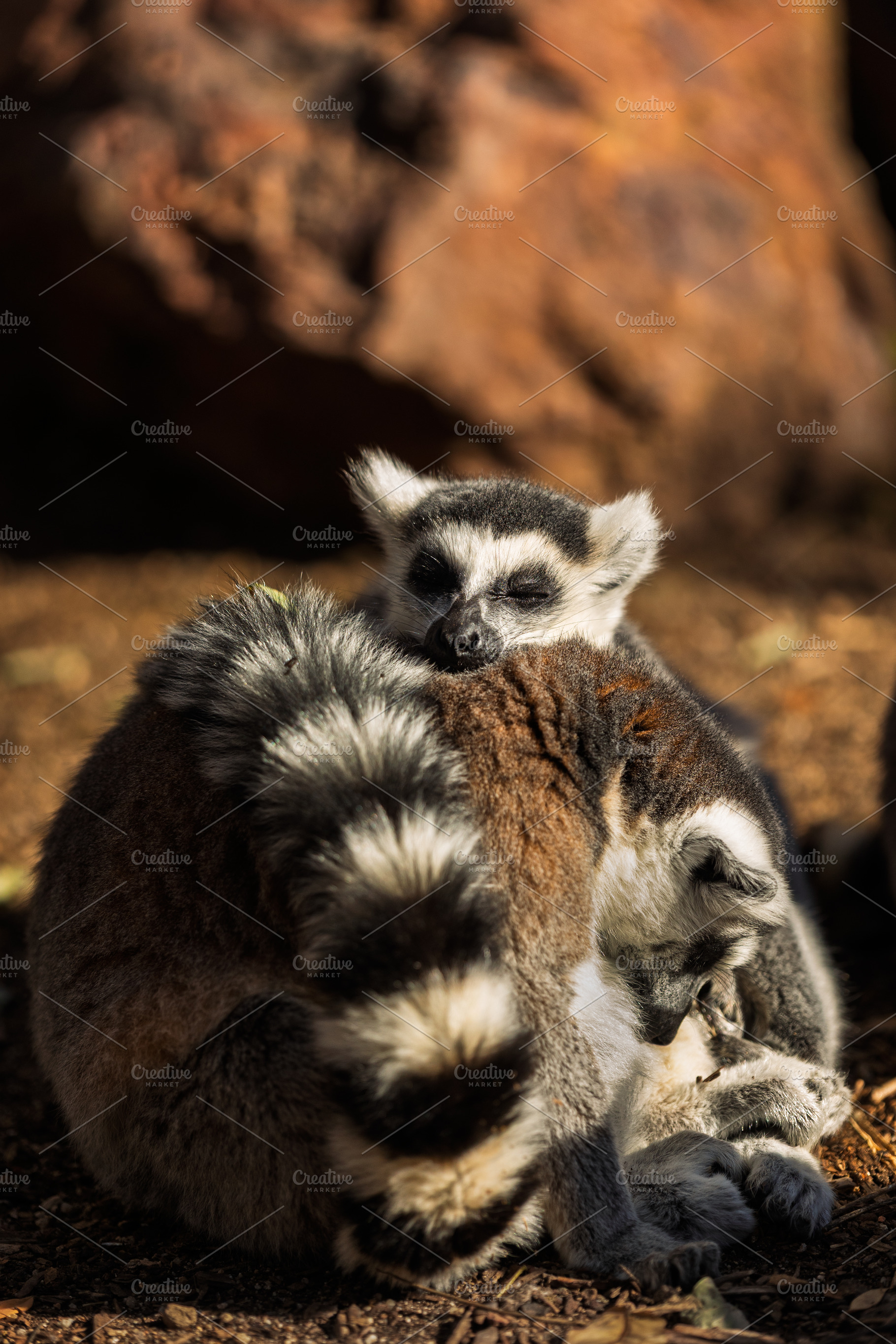 Group of ring-tailed lemurs resting, an Animal Photo by Perpis