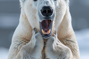 236 surprised animals, an Animal Photo by Handmadefont (Thumbnail 138 of 241)