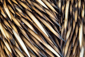 Echidna Spines Background, an Animal Photo by THP Creative