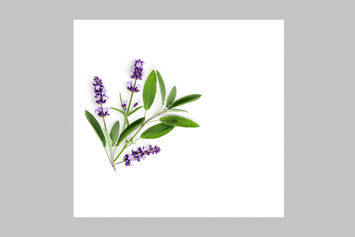 Lavender Herb Photo Pack, a Nature Photo by ifiStudio (Photo 7 of 14)
