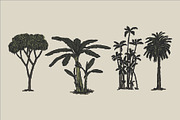 East Indies Botanical Illustrations, a Decorative Illustration by Rusted Works (Thumbnail 6 of 10)