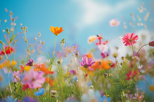 Summer flowers on a meadow in sun, a Nature Photo by MistyDay
