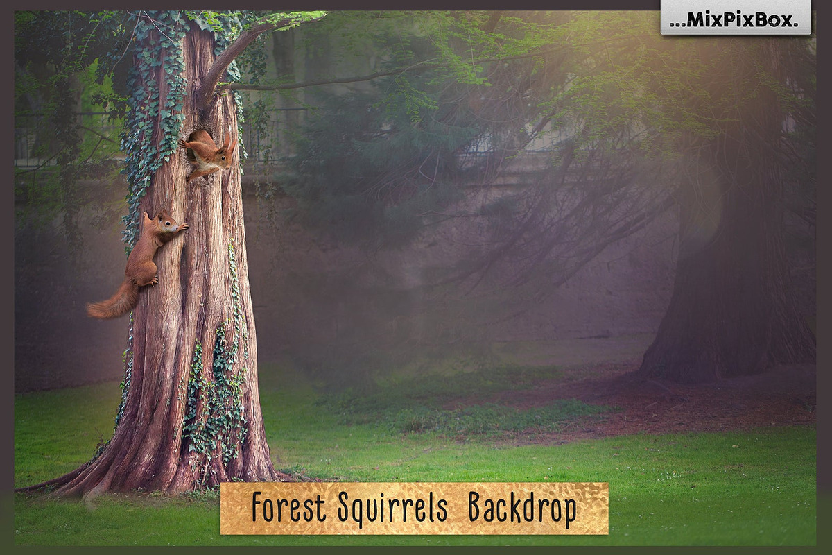 Forest Squirrels Backdrop, a Wallpaper Graphic by MixPixBox (Photo 1 of 3)