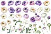 Ranunculus clipart, Watercolor flora, a Decorative Illustration by ElenazlataArt (Thumbnail 2 of 6)